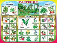 1ПЛ-250  Растения